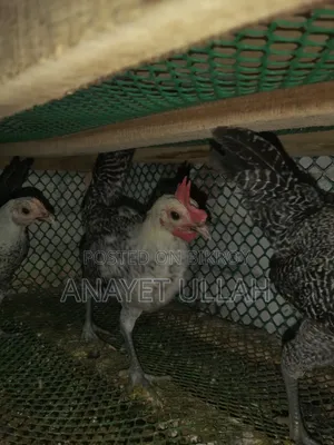 ৩ টি ফাওমি মোরগ বিক্রি করা হবে