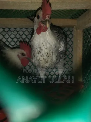 ৩ টি ফাওমি মোরগ বিক্রি করা হবে