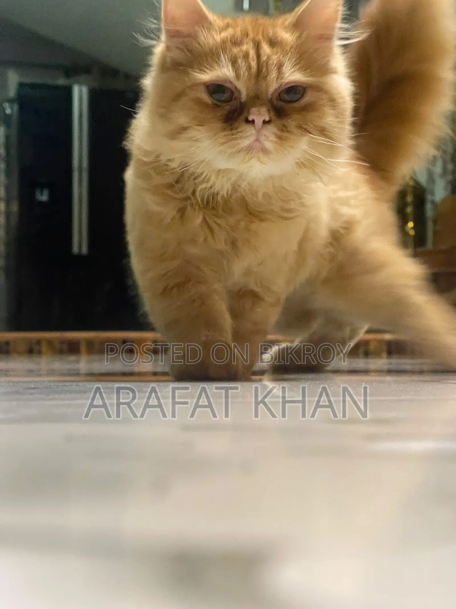 3-6 Months Male Purebred Persian Cat