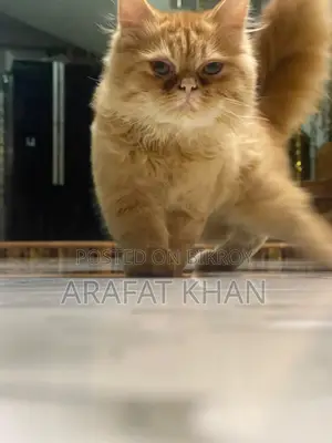 3-6 Months Male Purebred Persian Cat