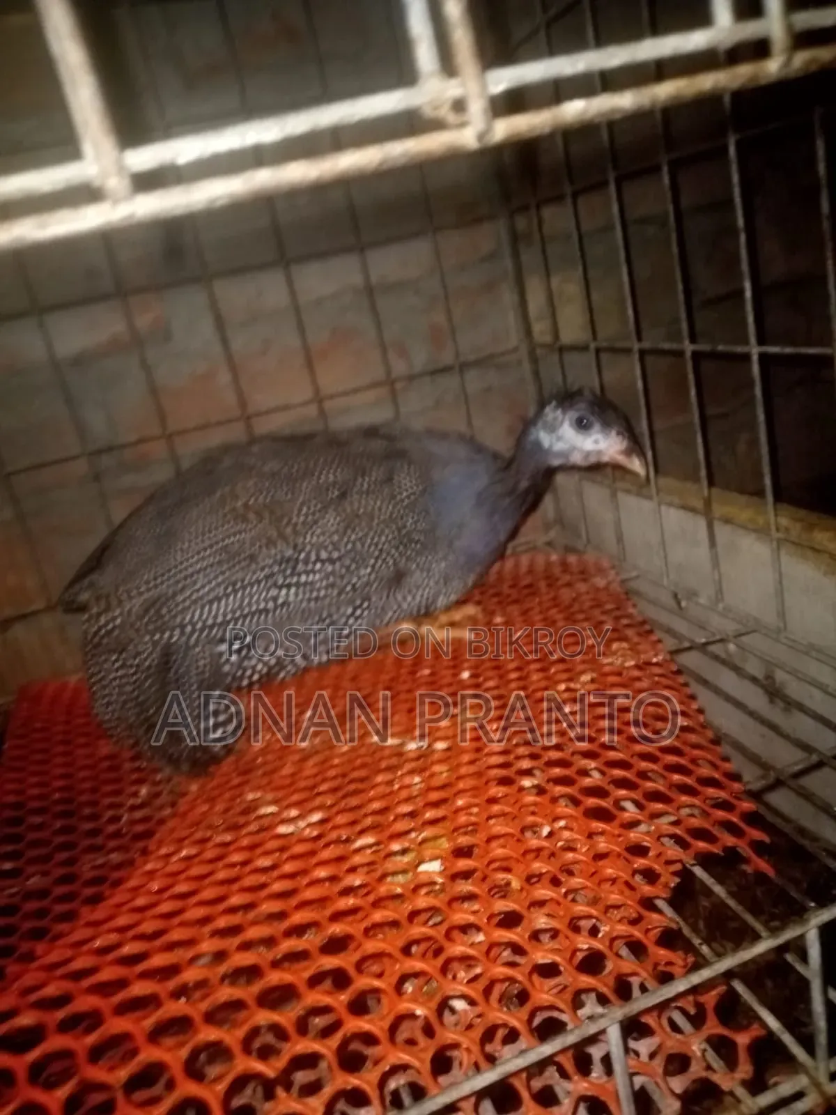 Three Guinea Fowl for Sale