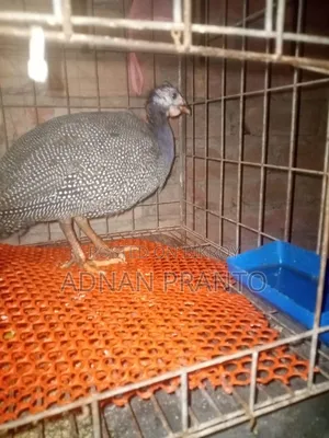 Three Guinea Fowl for Sale
