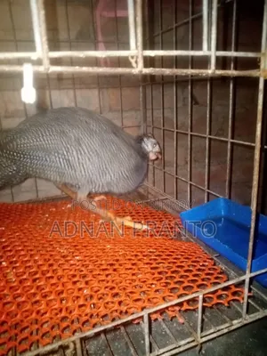 Three Guinea Fowl for Sale