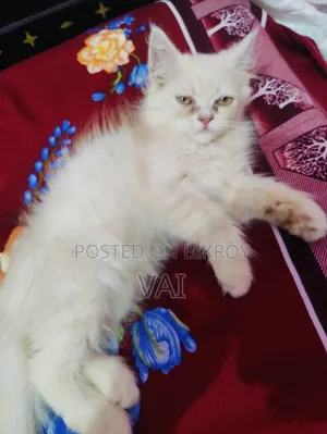 1-3 Months Female Purebred Persian