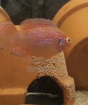 Jewel Cichlid Fish