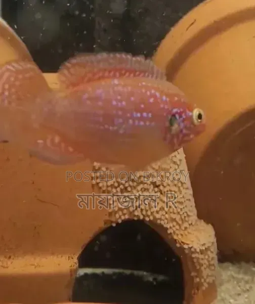Jewel Cichlid Fish