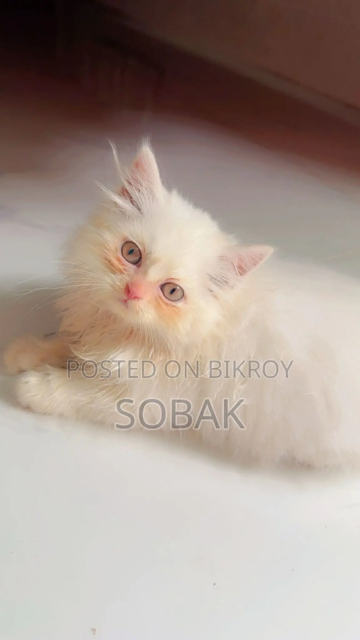 1-3 Months Female Purebred Persian