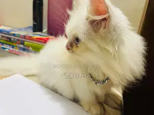 1-3 Months Female Purebred Persian