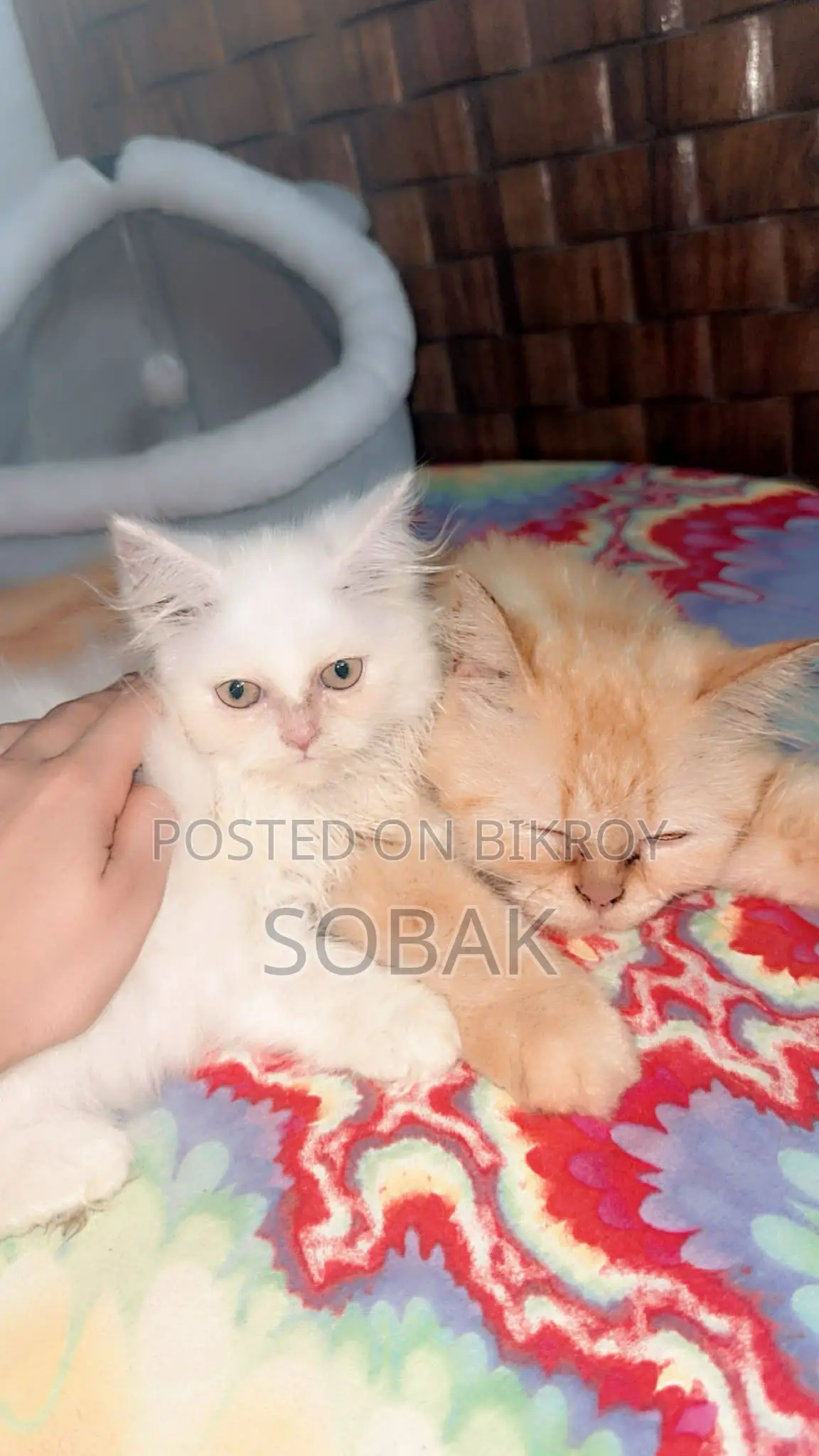 1-3 Months Female Purebred Persian