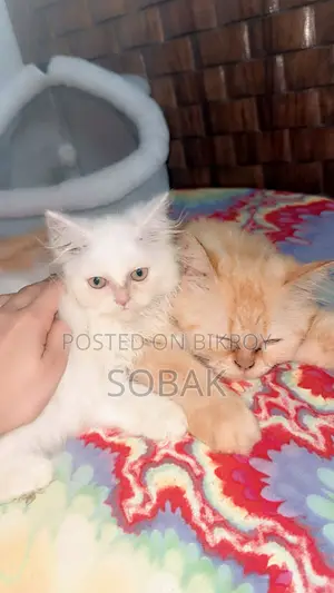 1-3 Months Female Purebred Persian