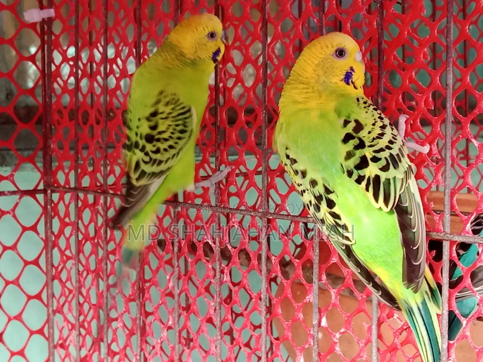 Adult Budgerigar Pair for Sell