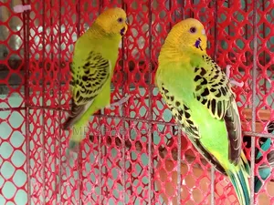 Adult Budgerigar Pair for Sell