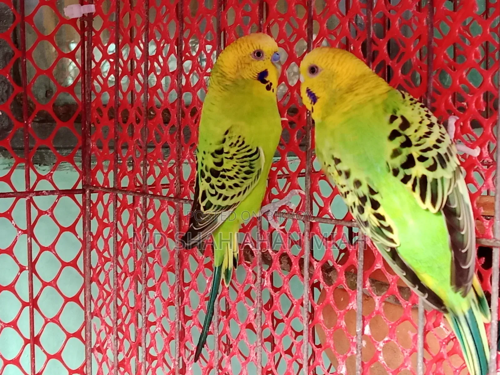 Adult Budgerigar Pair for Sell