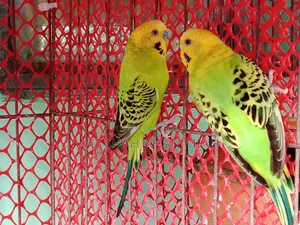 Adult Budgerigar Pair for Sell