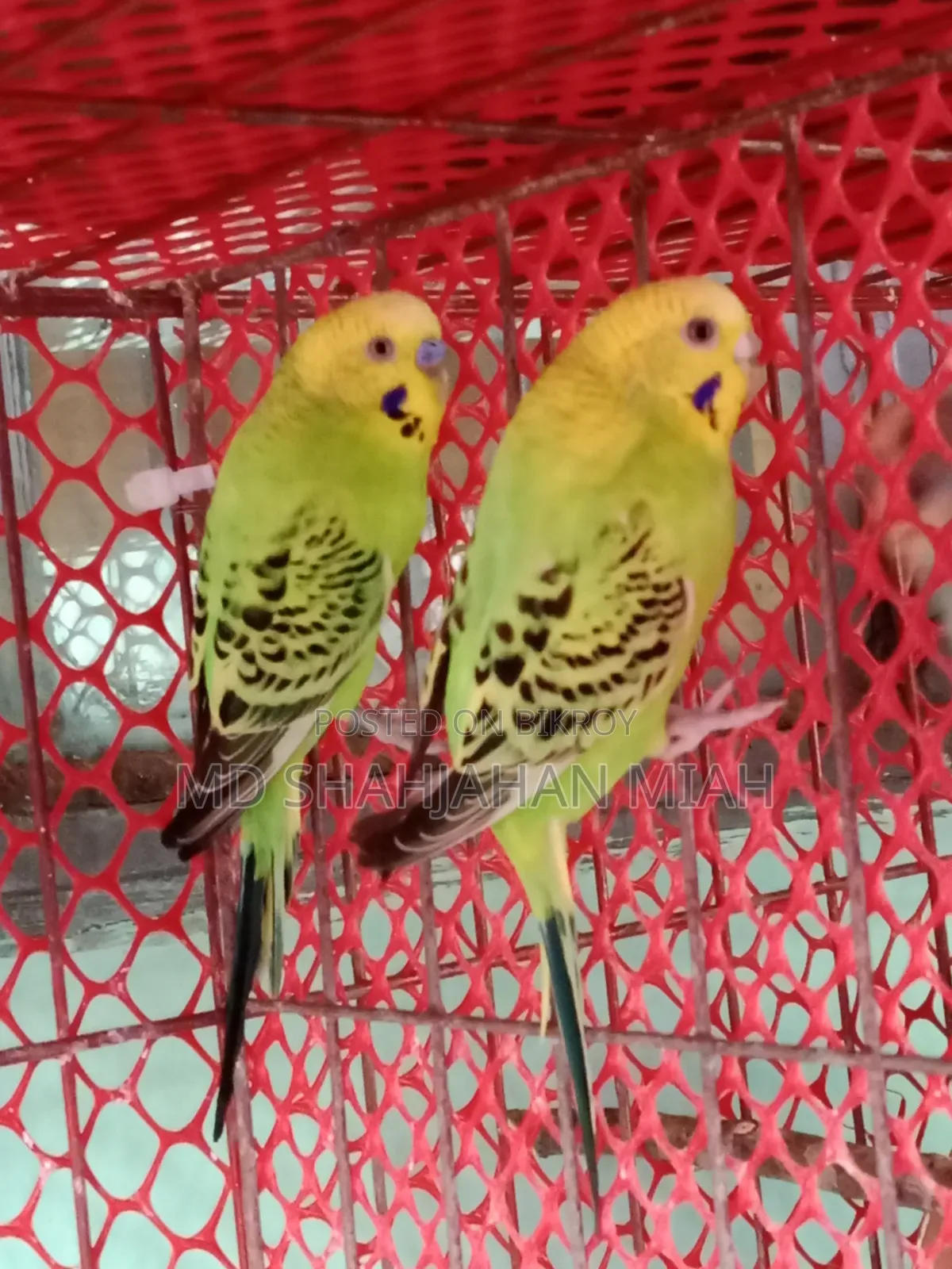 Adult Budgerigar Pair for Sell