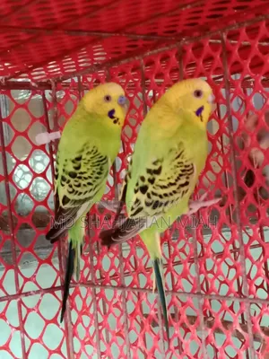 Adult Budgerigar Pair for Sell