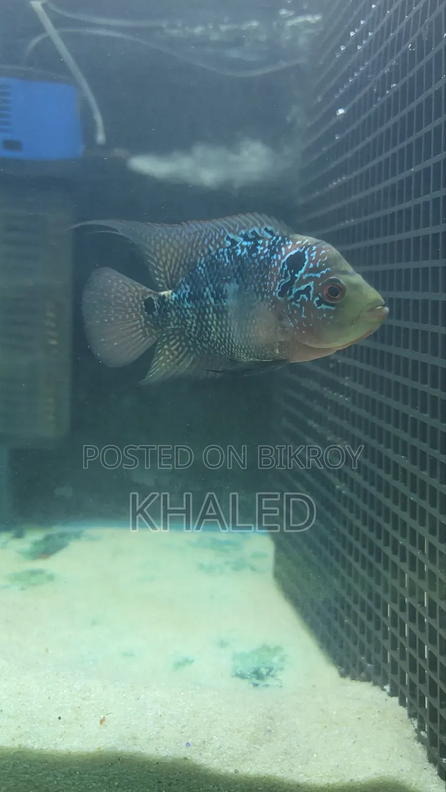 Flowerhorn Female 4"+