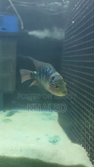 Flowerhorn Female 4"+