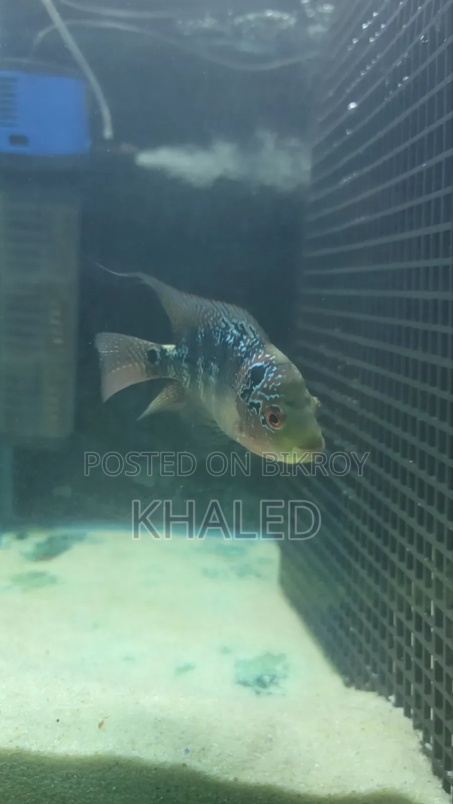 Flowerhorn Female 4"+