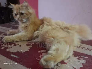 3-6 Months Female Purebred Persian Cat