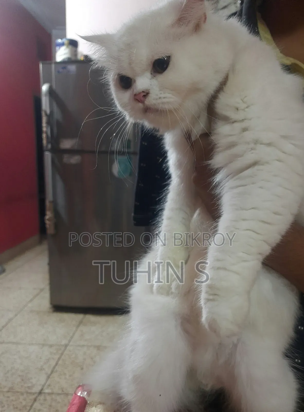 3-6 Months Female Purebred Persian