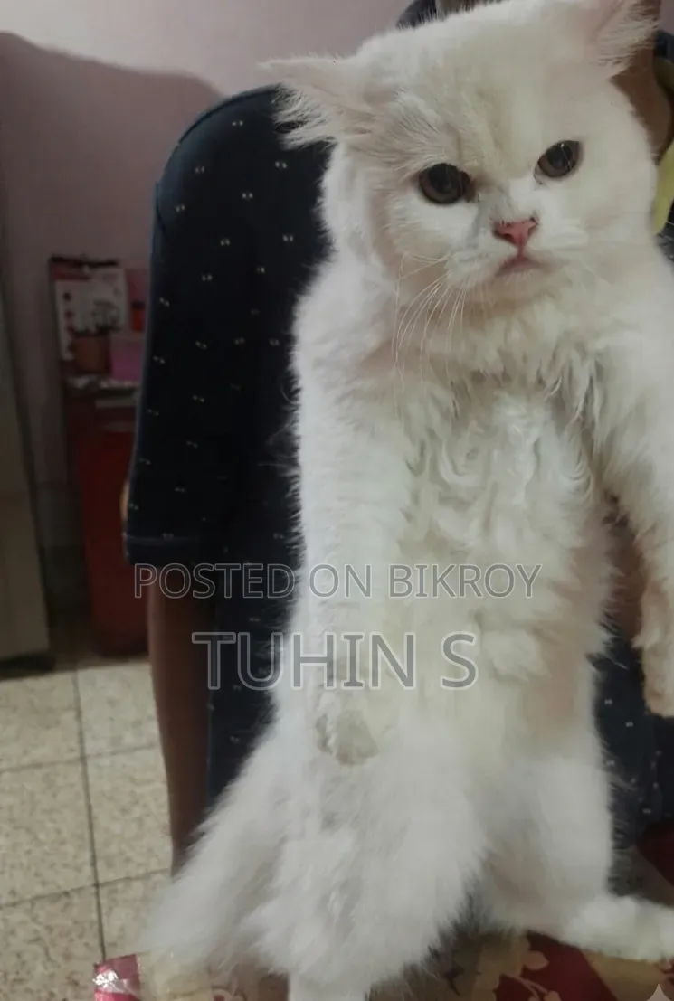 3-6 Months Female Purebred Persian