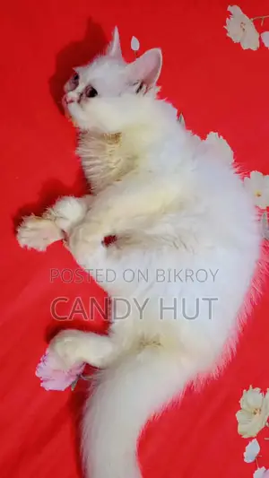 3-6 Months Female Purebred Persian