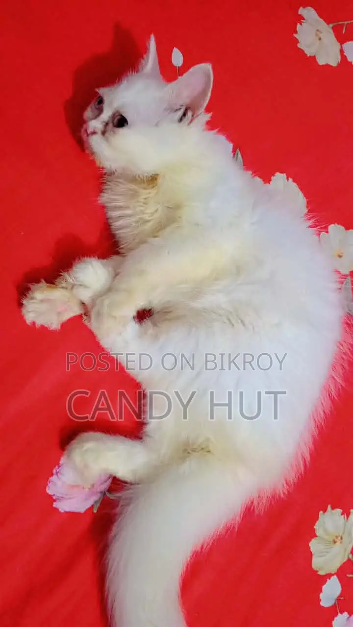 3-6 Months Female Purebred Persian