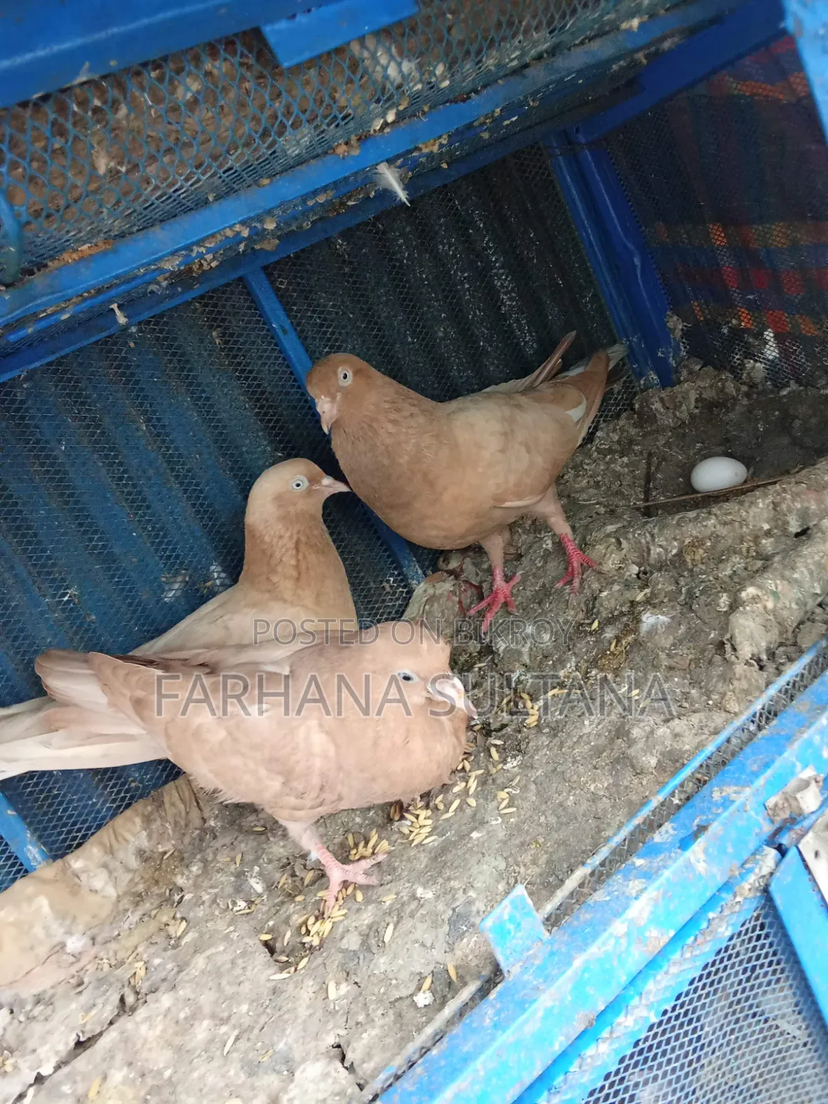 One Ghiye Cunni and one Madi with a pair of chicks for sale