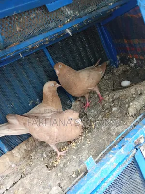 ১ টা ঘিয়ে চুন্নি আর একটা মাদি আর এক জোড়া বাচ্চা বিক্রি করা হবে