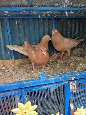 One Ghiye Cunni and one Madi with a pair of chicks for sale