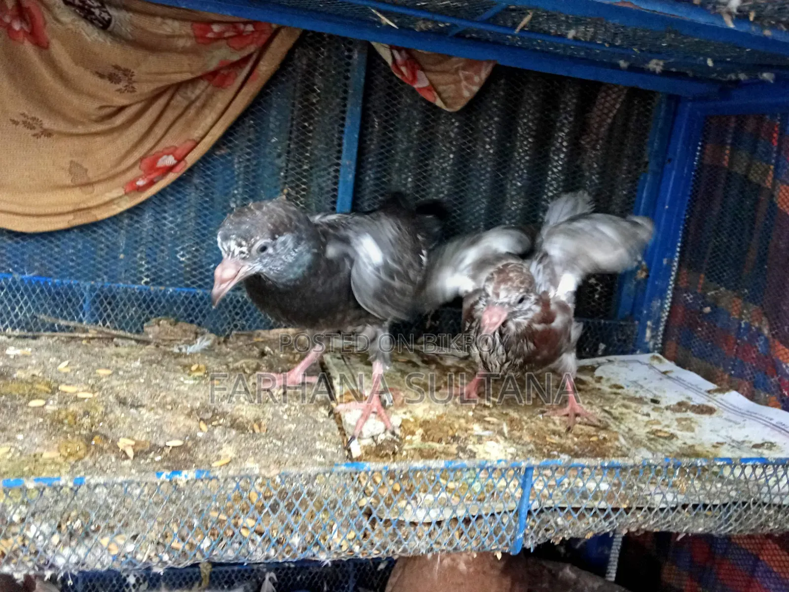 One Ghiye Cunni and one Madi with a pair of chicks for sale