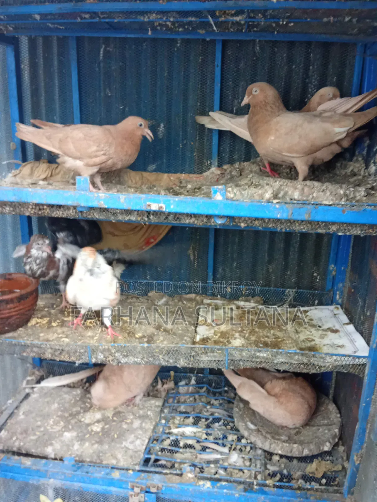One Ghiye Cunni and one Madi with a pair of chicks for sale