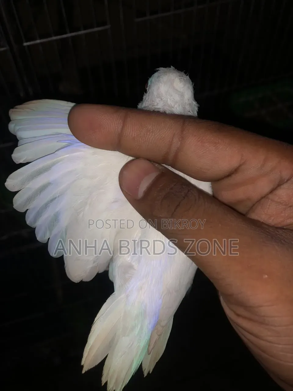 FORPUS সেমি-অ্যাডাল্ট জোড়া