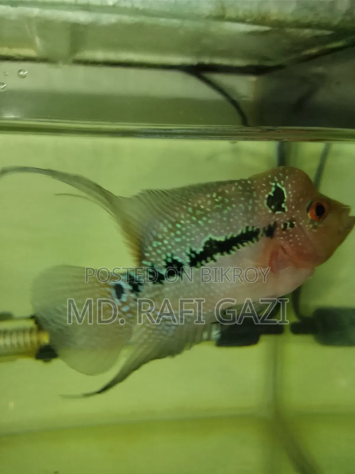 Flower Horn Fish