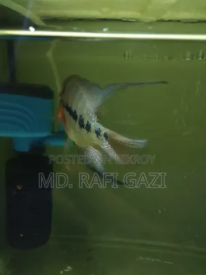 Flower Horn Fish