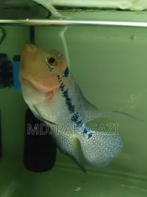 Flower Horn Fish