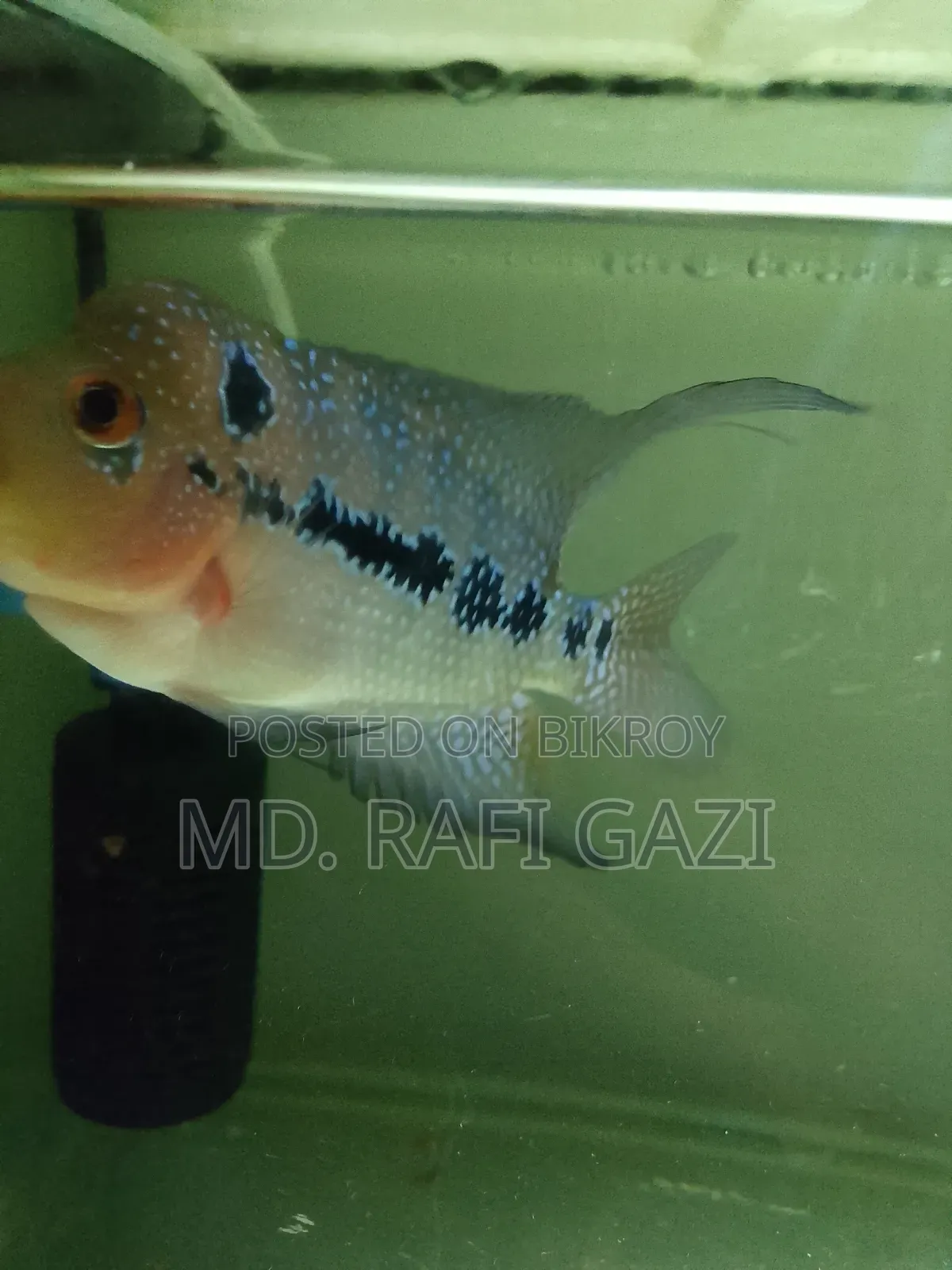 Flower Horn Fish