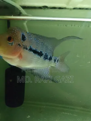 Flower Horn Fish