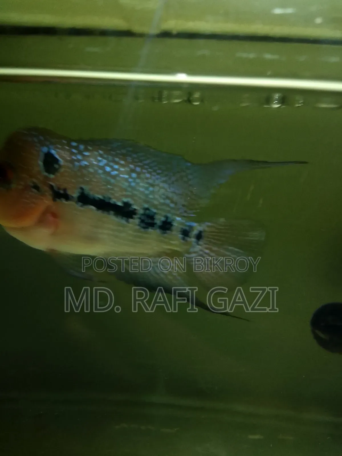 Flower Horn Fish