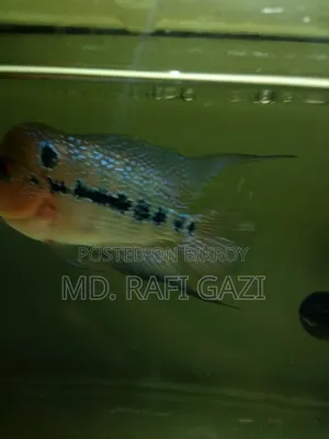 Flower Horn Fish