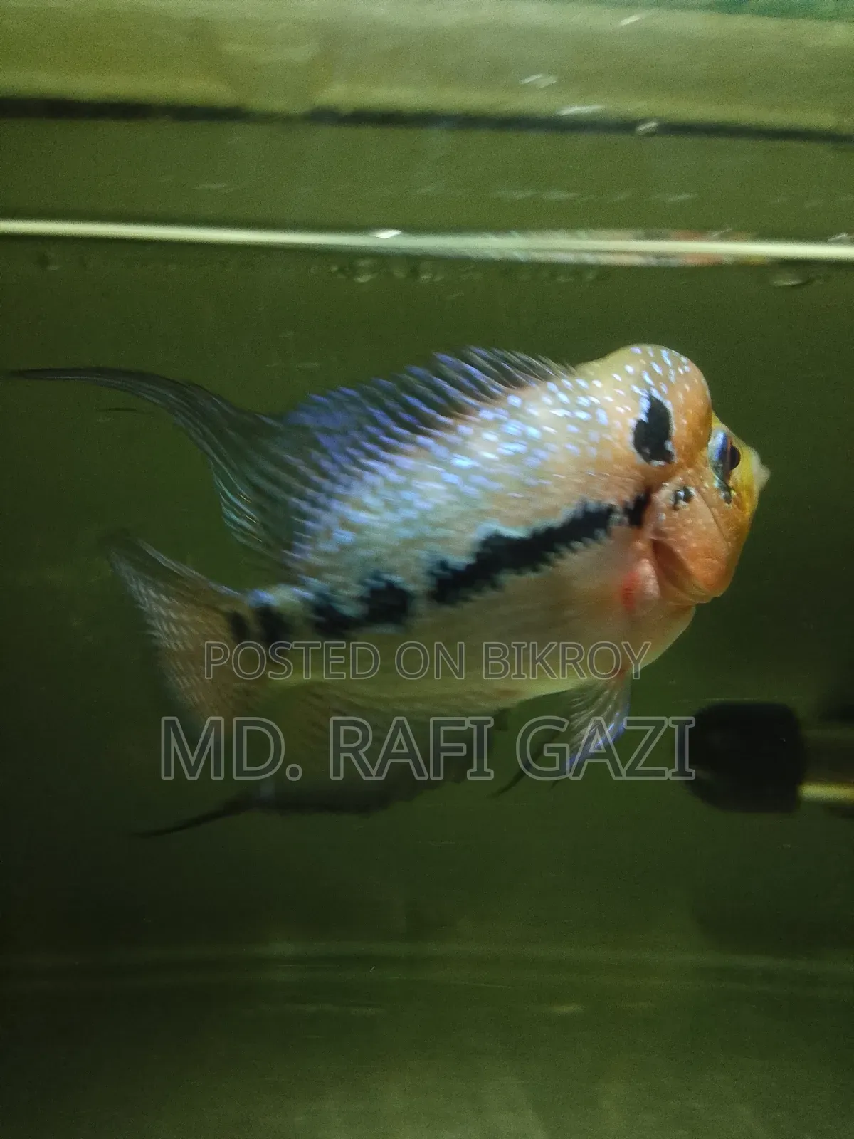 Flower Horn Fish