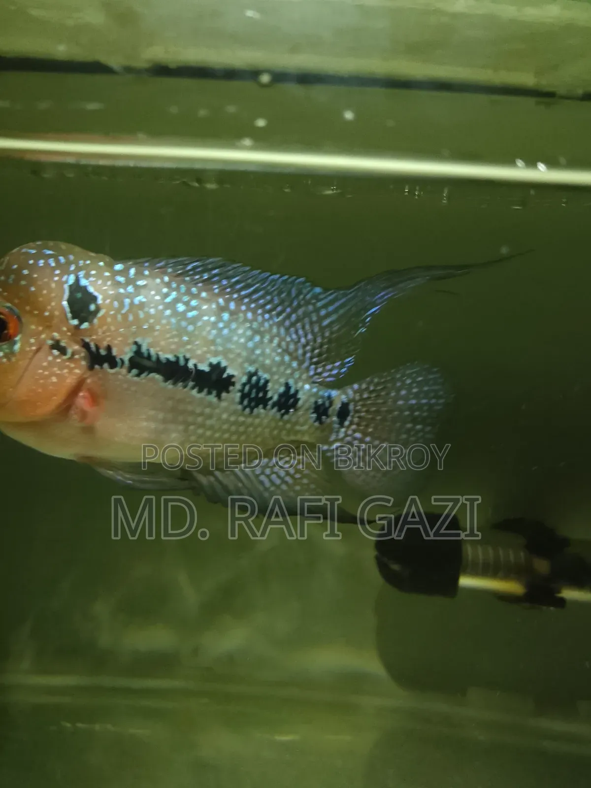 Flower Horn Fish