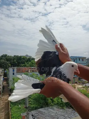 Pigeon