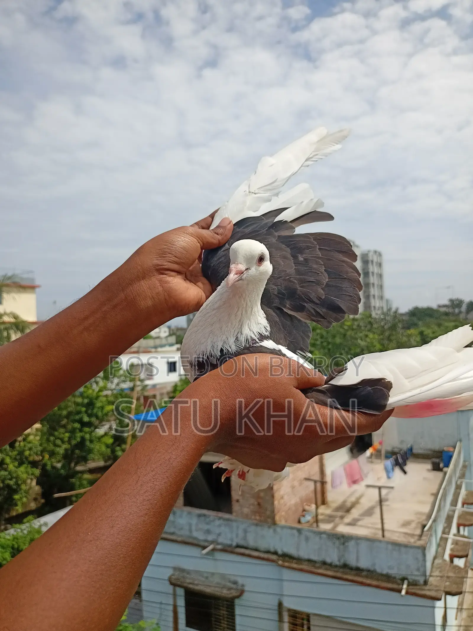 Pigeon
