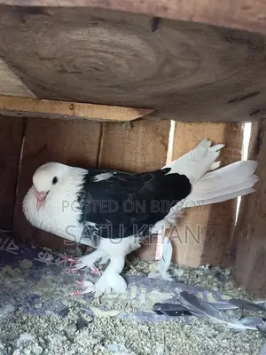 Pigeon