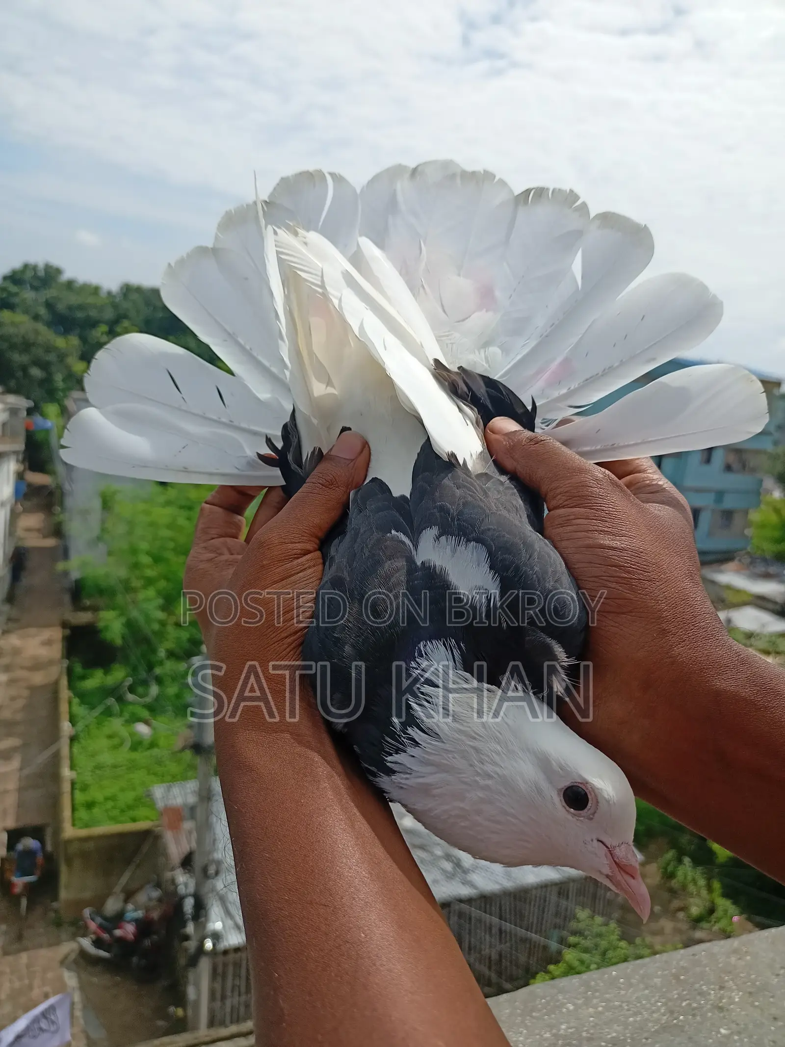 Pigeon