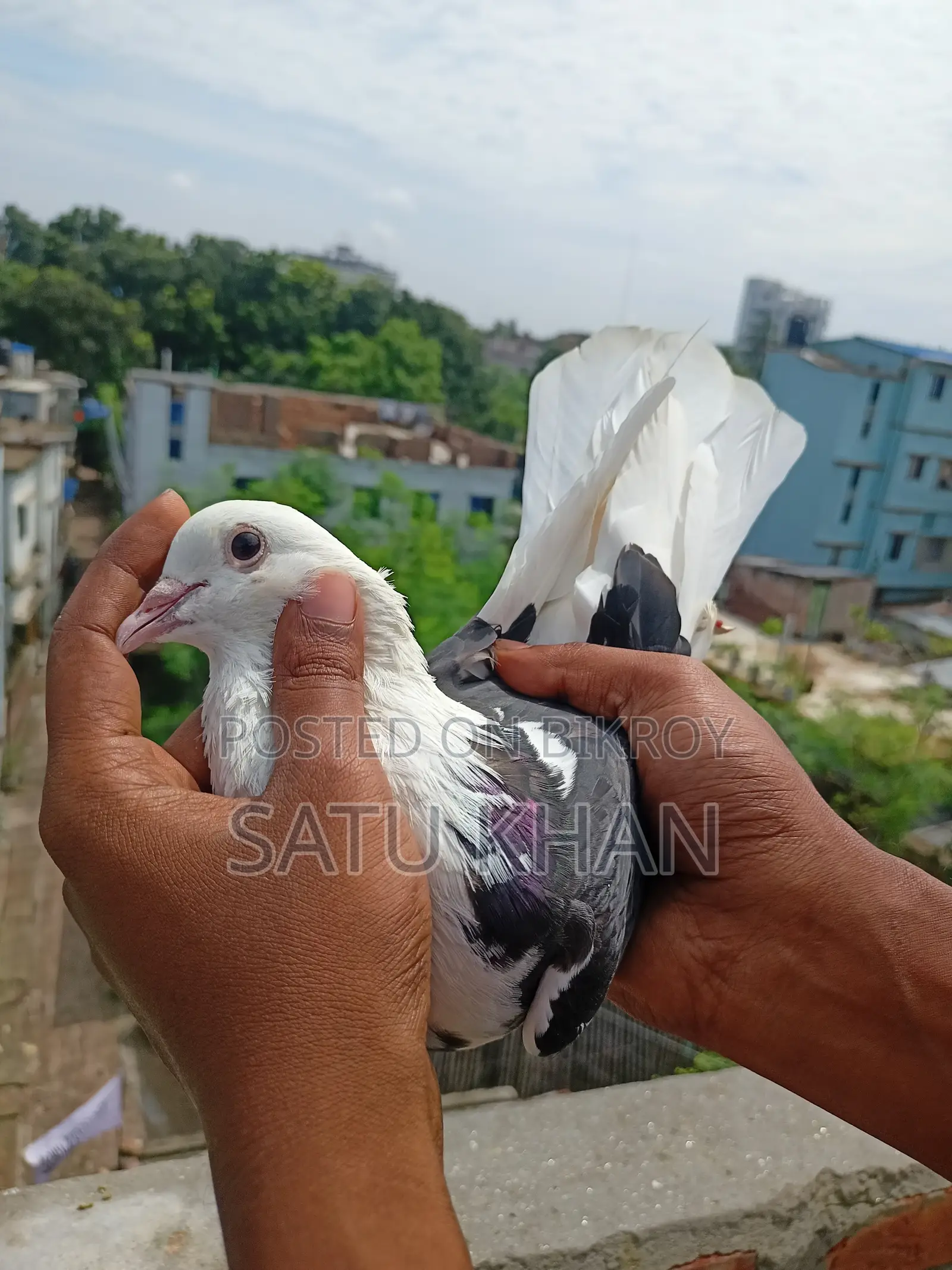Pigeon