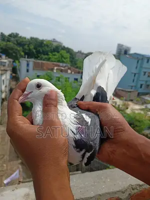 Pigeon