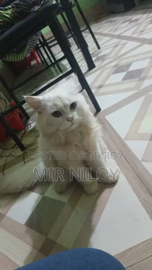 6-12 months Male Purebred Persian Cat